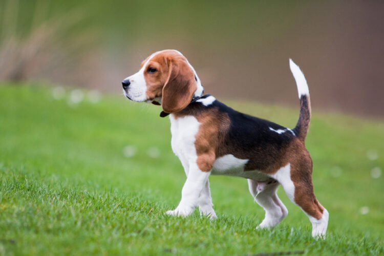 Top 10 Dog Breeds Perfect for California Families