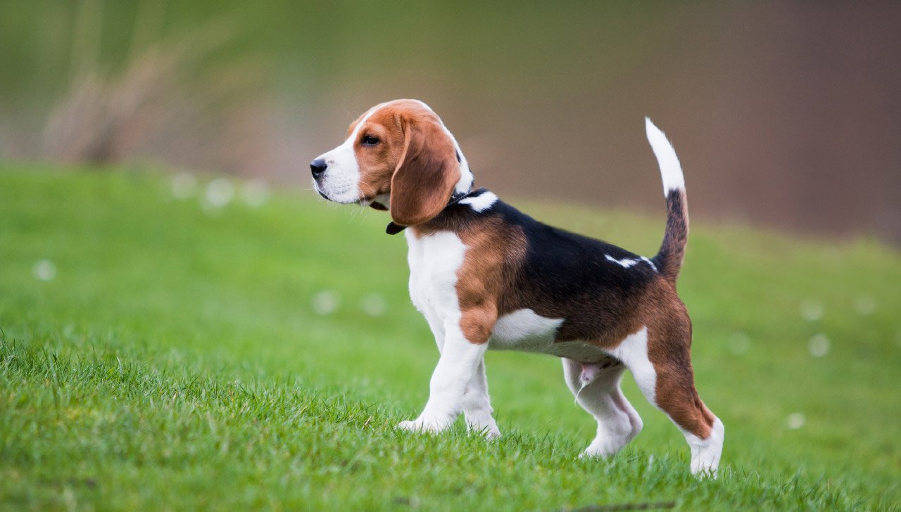 Top 10 Dog Breeds Perfect for California Families