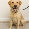 Friendly Labrador Mix Needs New Home
