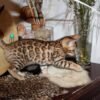 Bengal kittens for homes