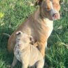 Affectionate Female with healthy 9 week old female pups