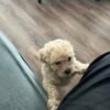 Maltipoo 2 months