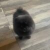 Pomeranian puppy